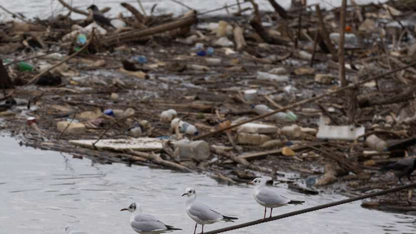 Seagulls on the Sava River in Belgrade