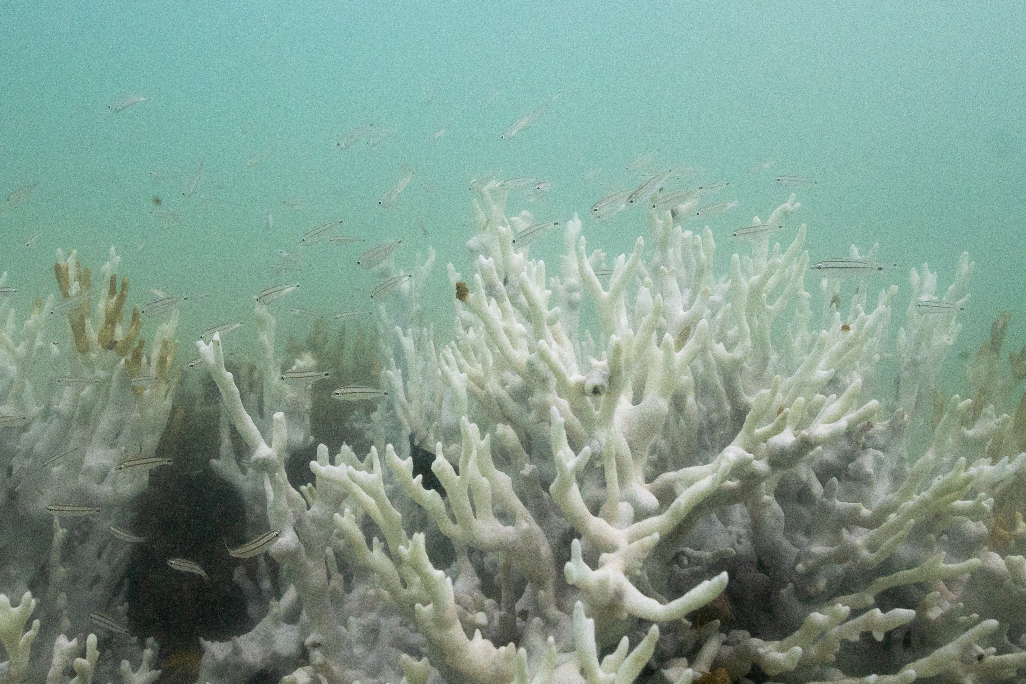 FILE PHOTO: Bleached coral is seen in a reef at the Costa dos Corais in Japaratinga