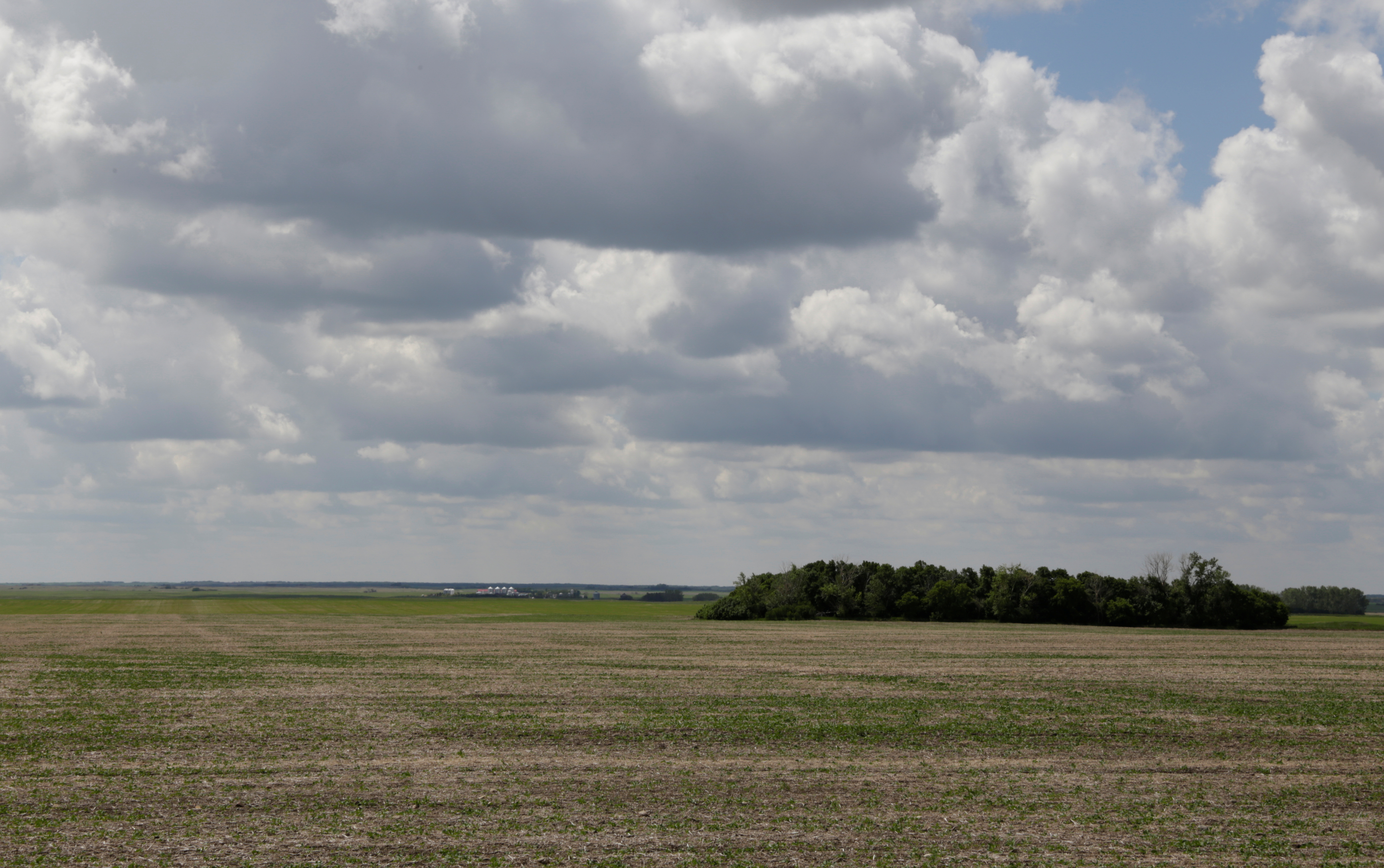 Canola crops stunted by the recent drought near Fort Qu'Appelle, Saskatchewan