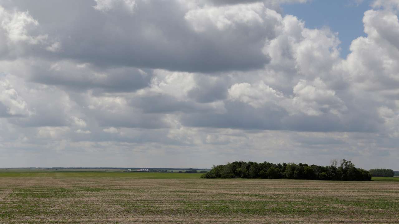 Canola crops stunted by the recent drought near Fort Qu'Appelle, Saskatchewan