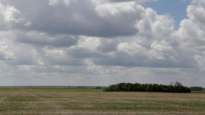 Canola crops stunted by the recent drought near Fort Qu'Appelle, Saskatchewan