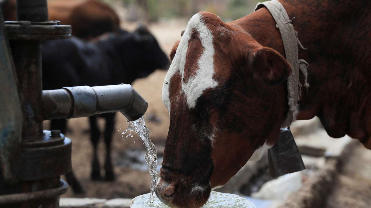 Villagers help their livestock with drinking water from a borehole, as Zimbabwe is experiencing an El Nino-induced drought, resulting in malnutrition among children under the age of five, pregnant and lactating women, and adolescents, in Mudzi, Zimbabwe July 2, 2024. REUTERS/Philimon Bulawayo/File Photo