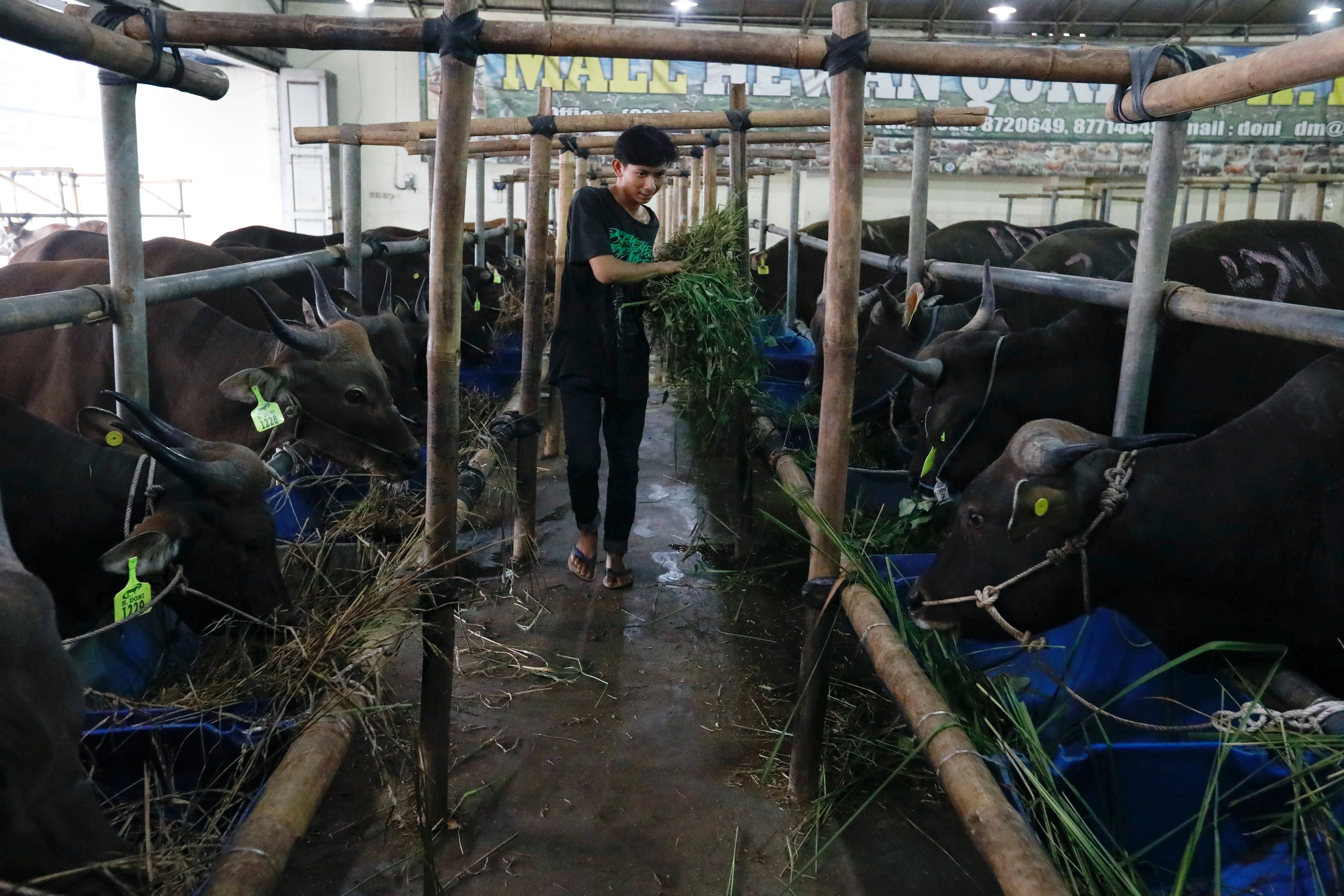 A worker feeds a cow at a cattle shop in Depok on the outskirts of Jakarta