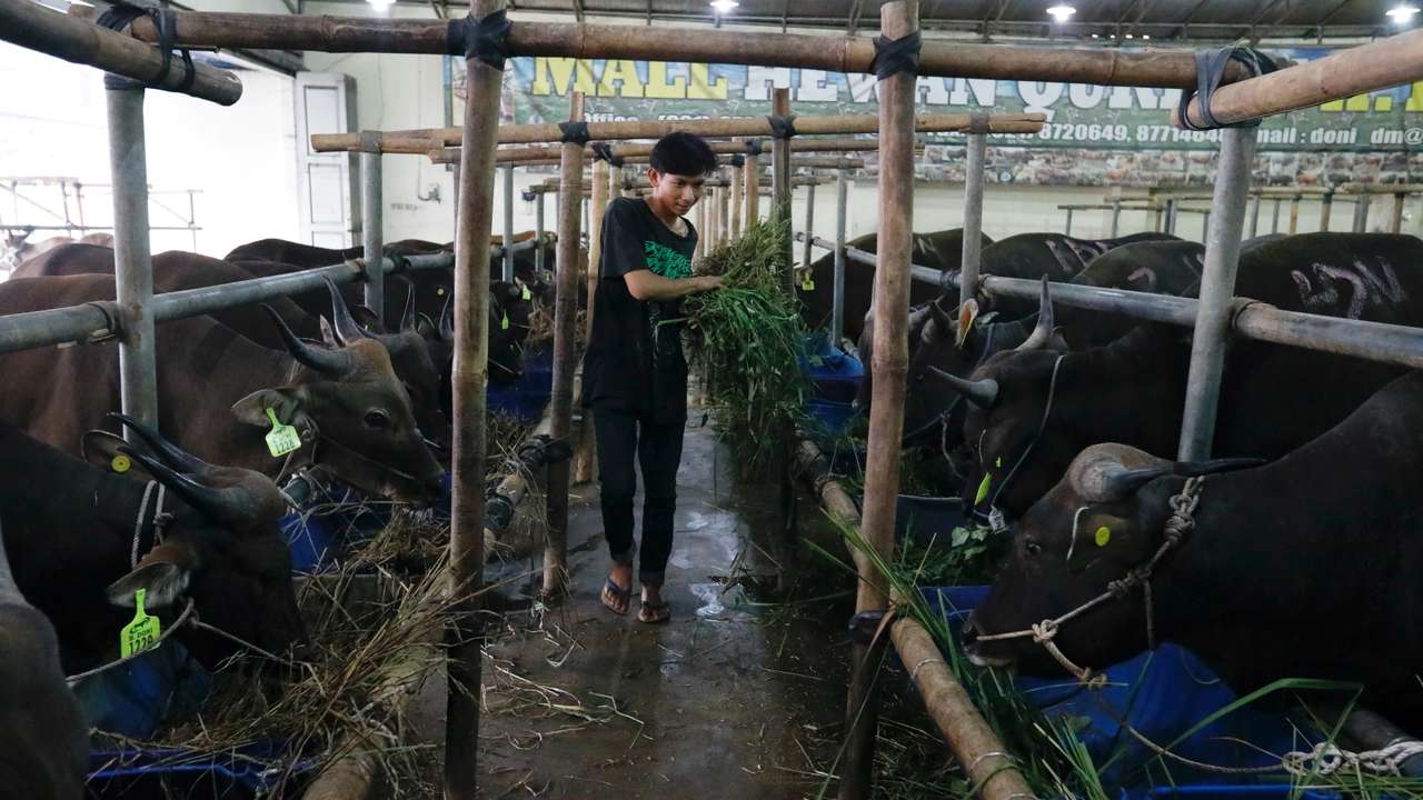 A worker feeds a cow at a cattle shop in Depok on the outskirts of Jakarta