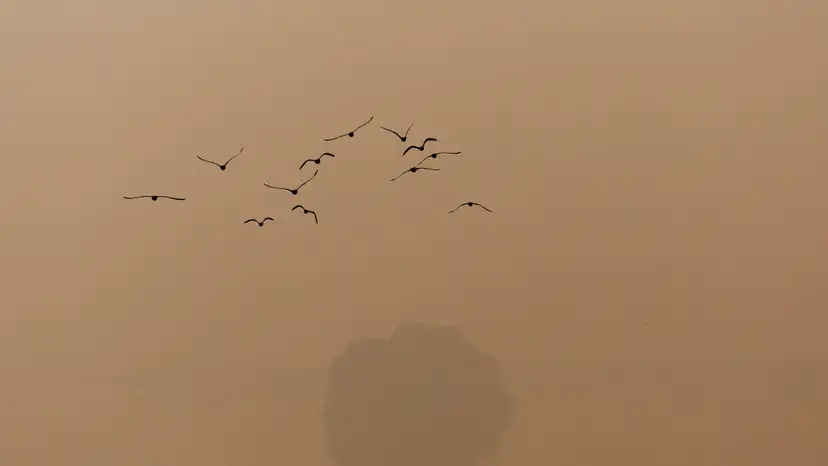 Air pollution in New Delhi