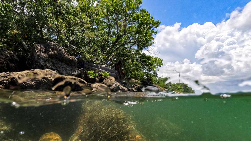 High temperatures threaten Florida's coral reefs