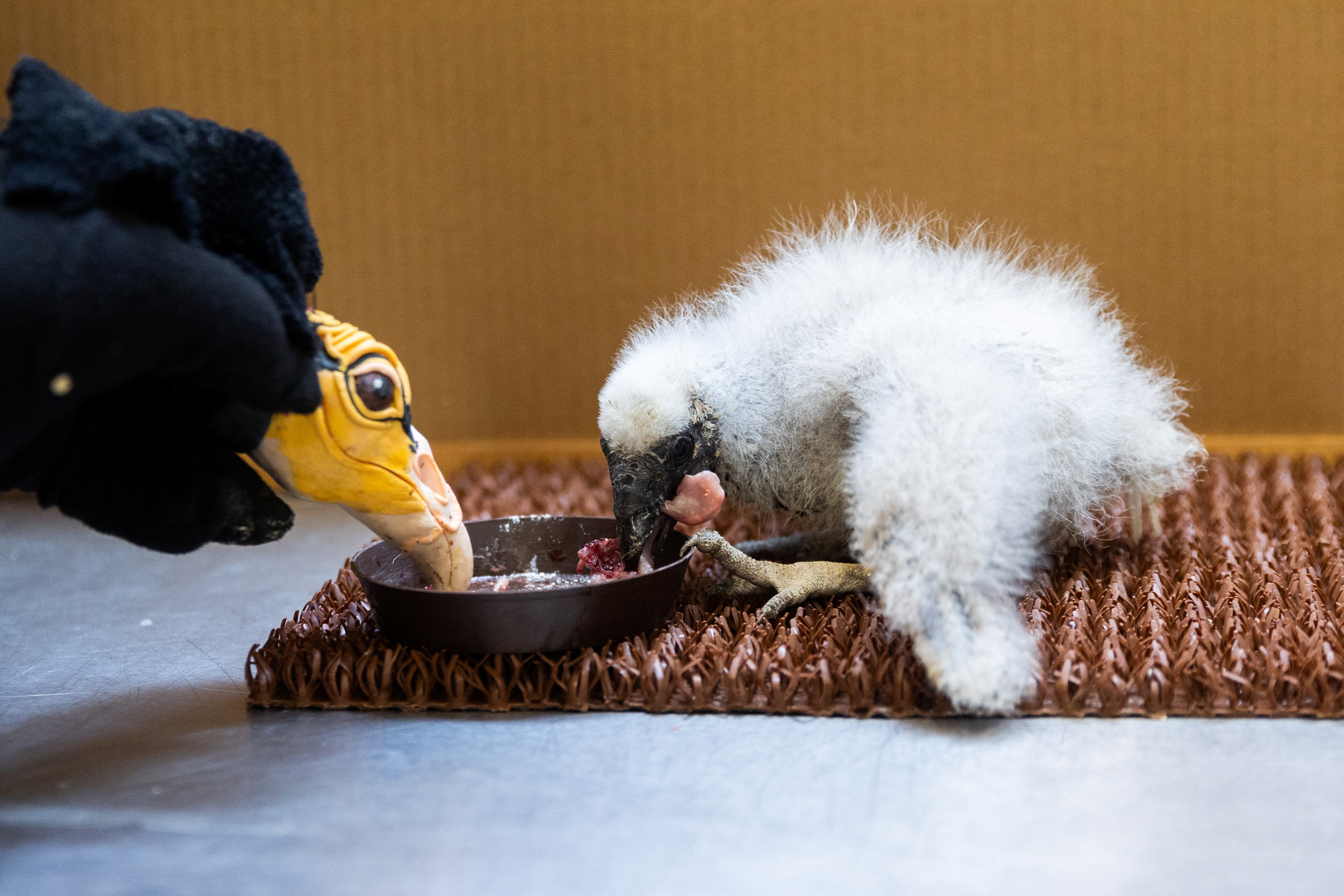 Prague Zoo uses puppet resembling adult vulture to feed chicks