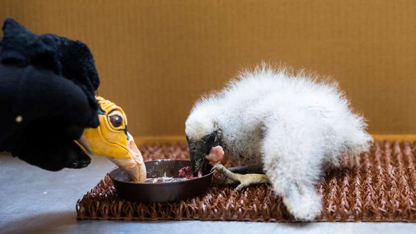 Prague Zoo uses puppet resembling adult vulture to feed chicks