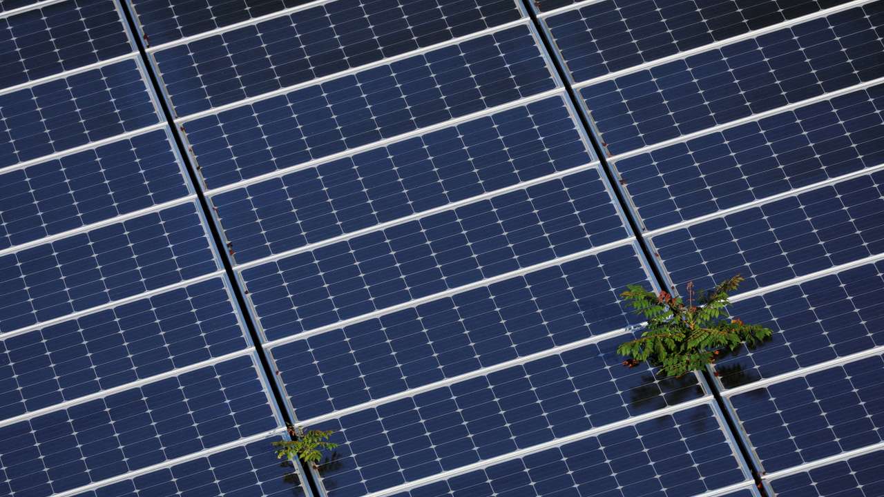 FILE PHOTO: Plants grow through an array of solar panels in Fort Lauderdale