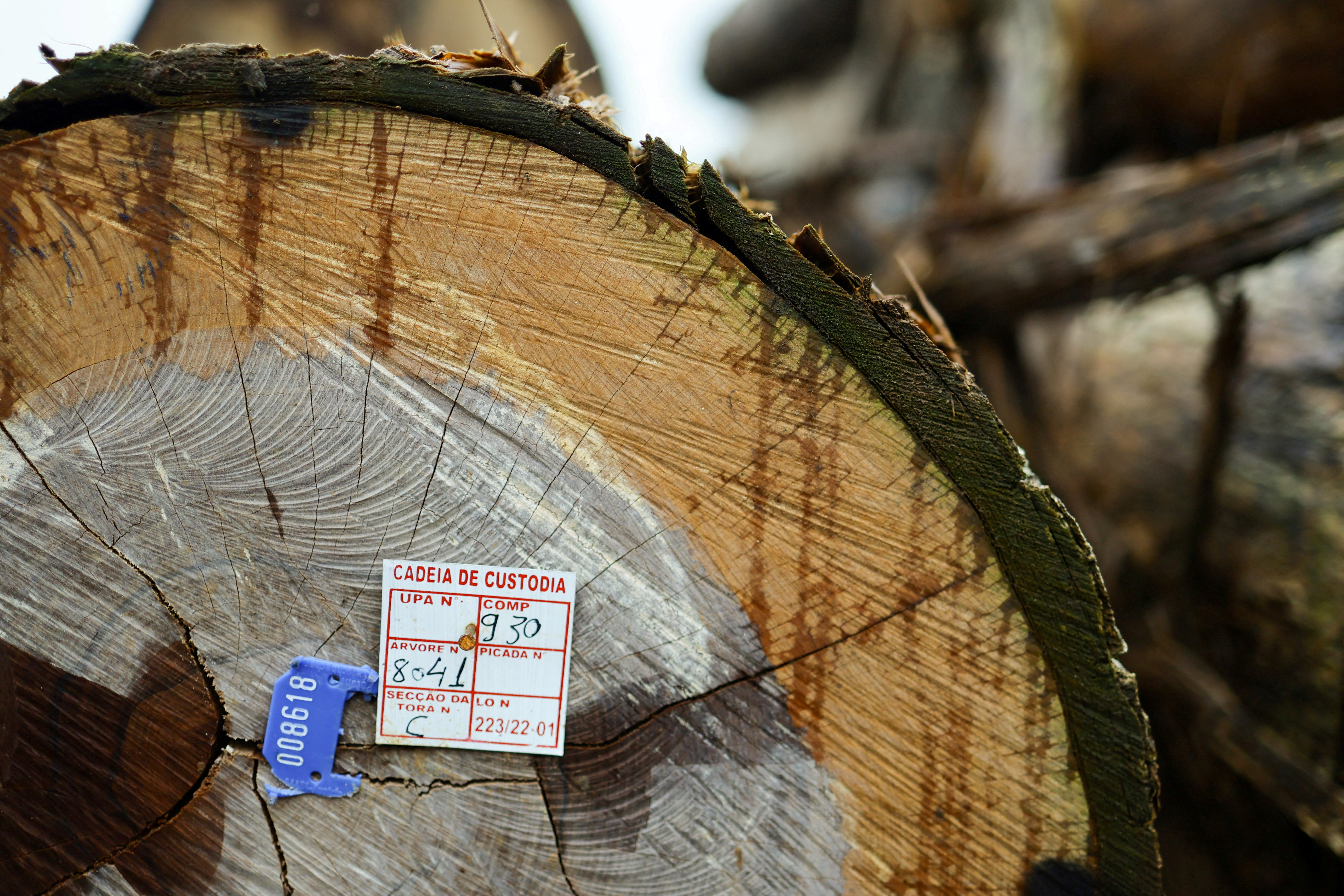 FILE PHOTO: Illegal loggers are key players in carbon credit schemes in Brazil