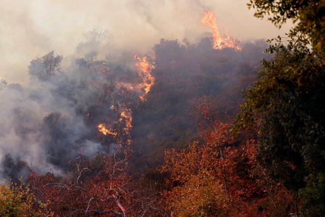 Palisades fire destroys homes in California