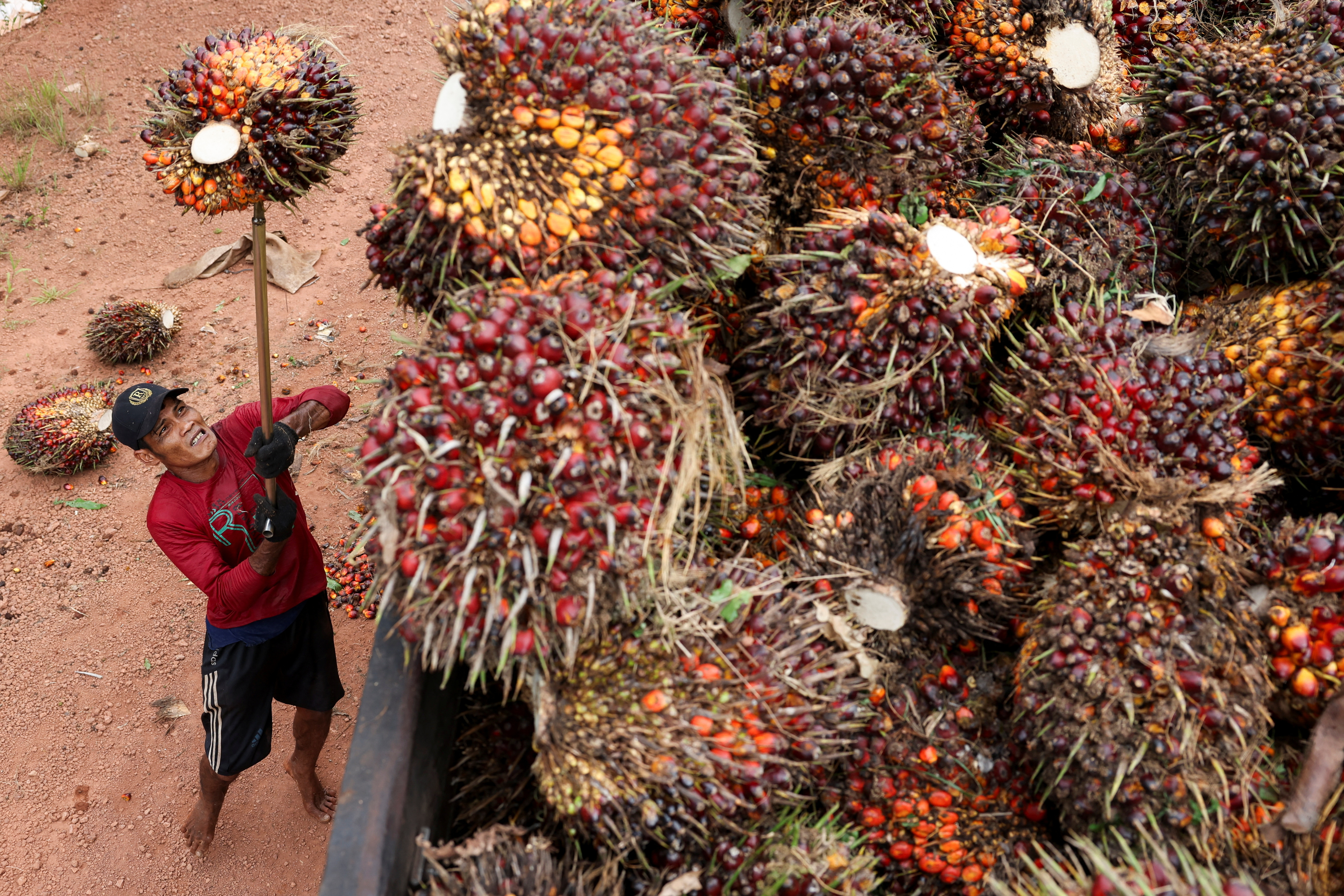 A worker loads fresh oil palm fruit bunches from Melati Hanjalipan cooperative palm oil plantation in Hanjalipan village, East Kotawaringin