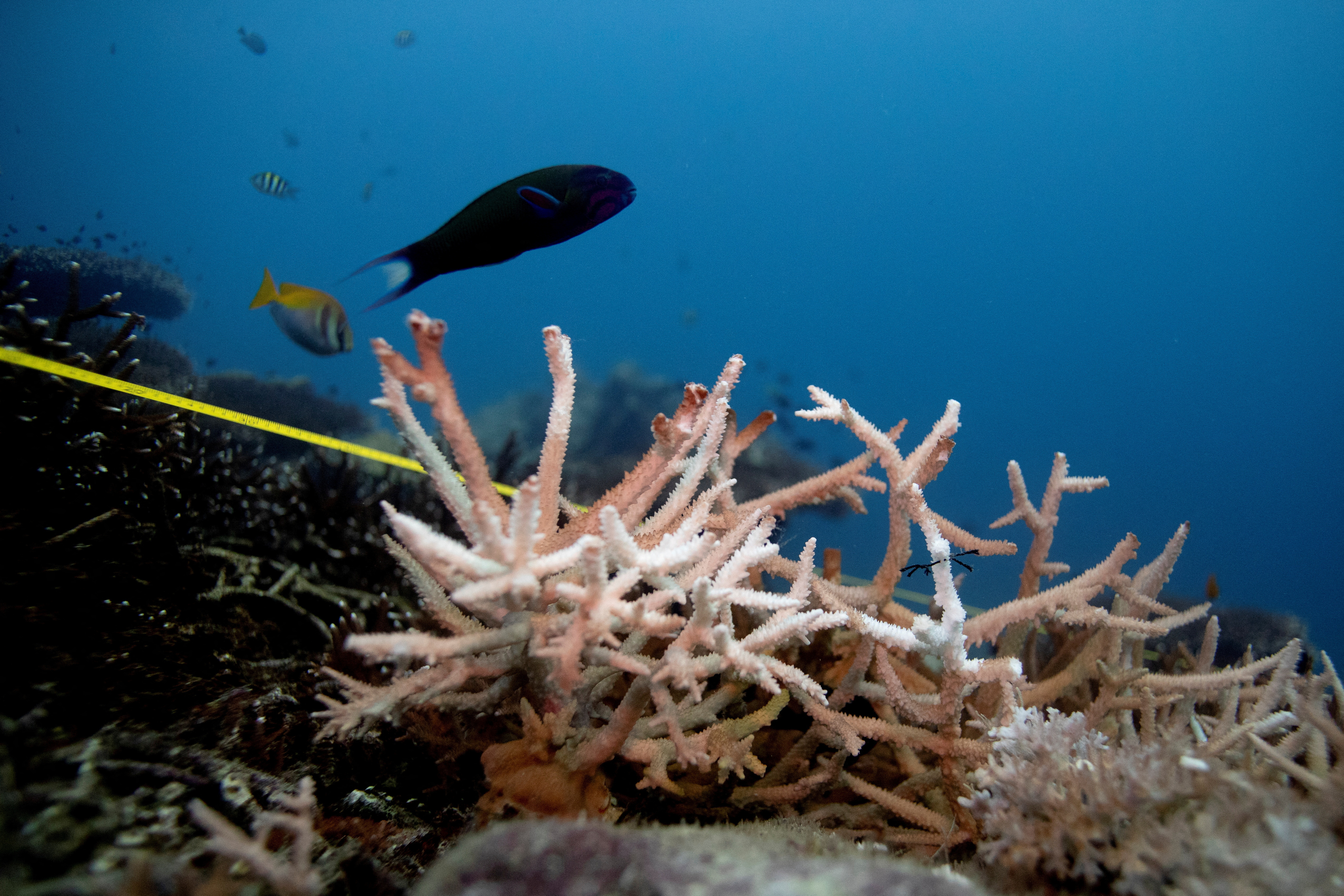 FILE PHOTO: A bleaching coral is seen in the place where abandoned fishing nets covered it in a reef  at the protected area of Ko Losin,  after a group of volunteer divers removed the net