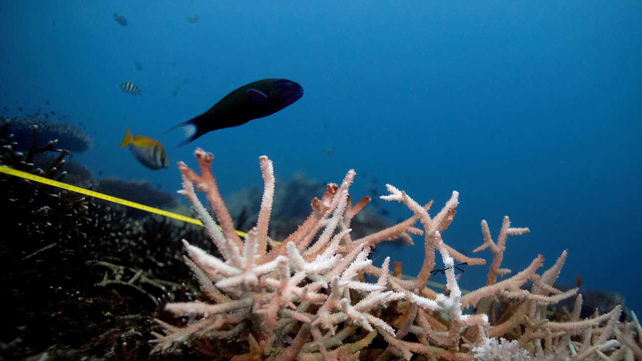 FILE PHOTO: A bleaching coral is seen in the place where abandoned fishing nets covered it in a reef at the protected area of Ko Losin, after a group of volunteer divers removed the net
