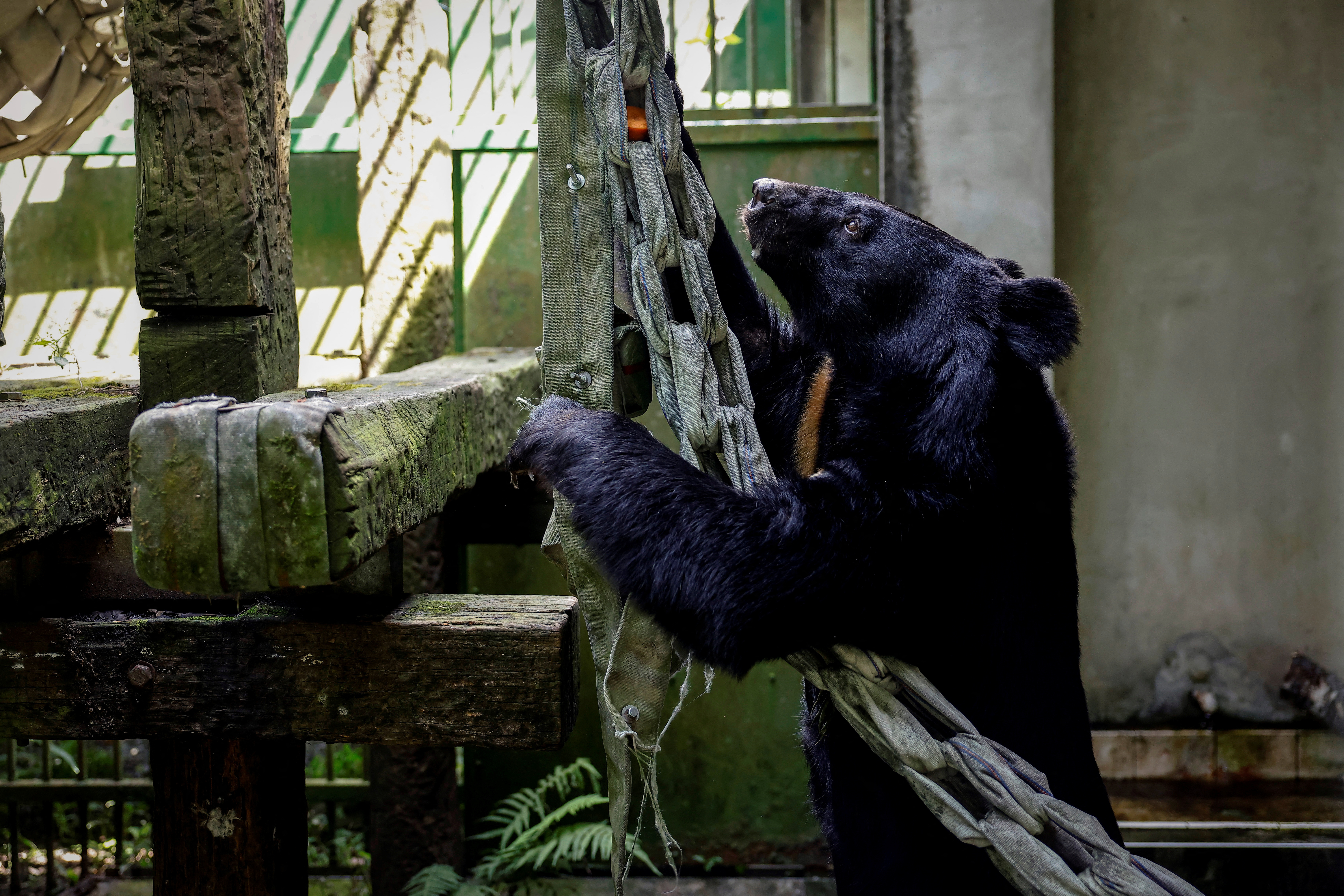 The Wider Image: Hunters, conservationists join forces to protect Formosan black bear