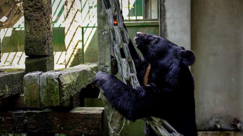 The Wider Image: Hunters, conservationists join forces to protect Formosan black bear