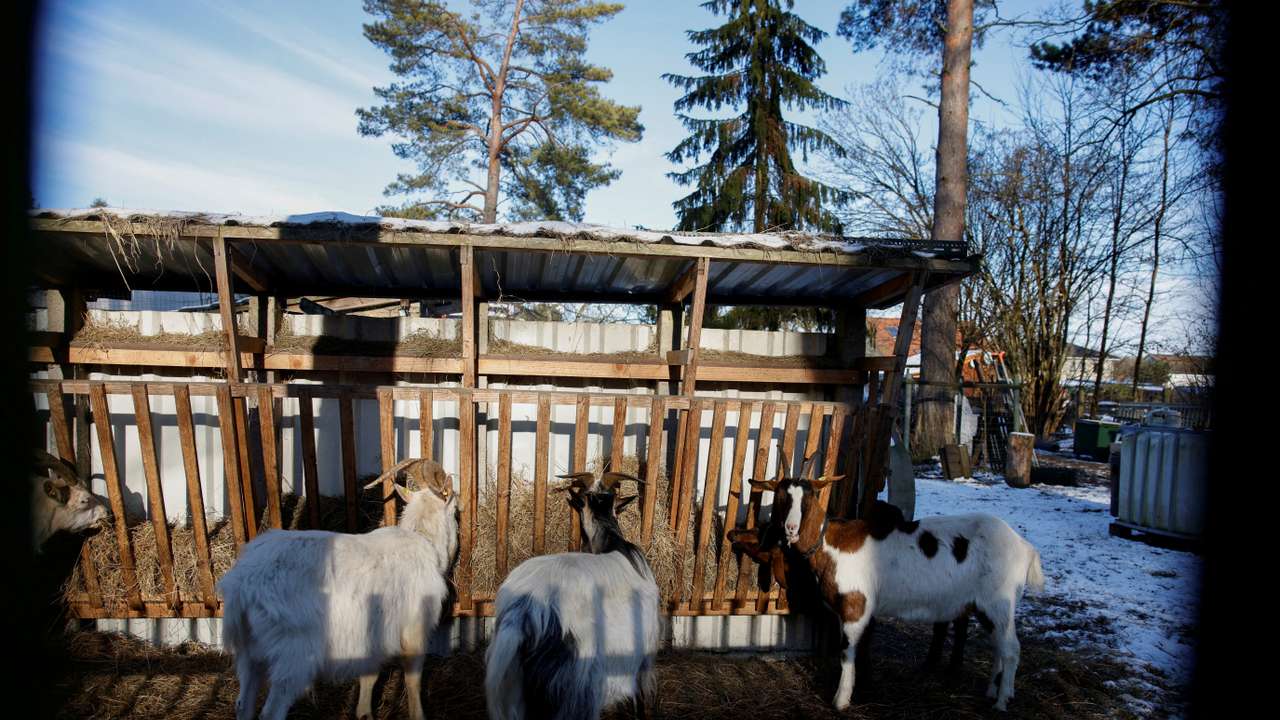 FILE PHOTO: German meat exports face disruption after foot-and-mouth disease case