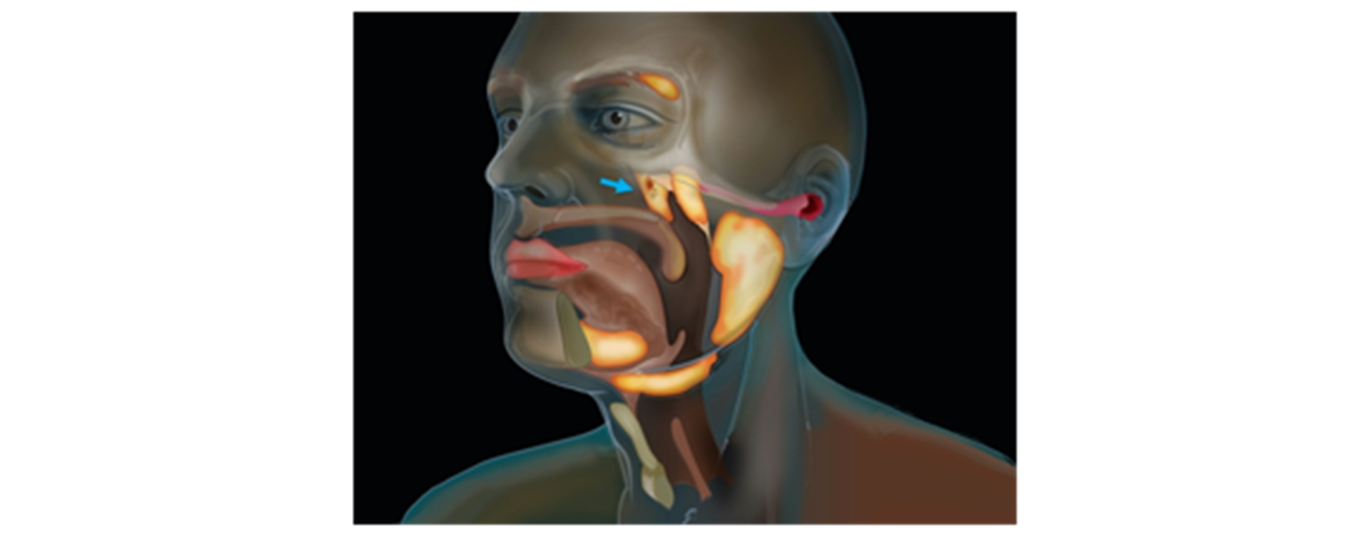 cancer-researchers-discover-new-salivary-gland