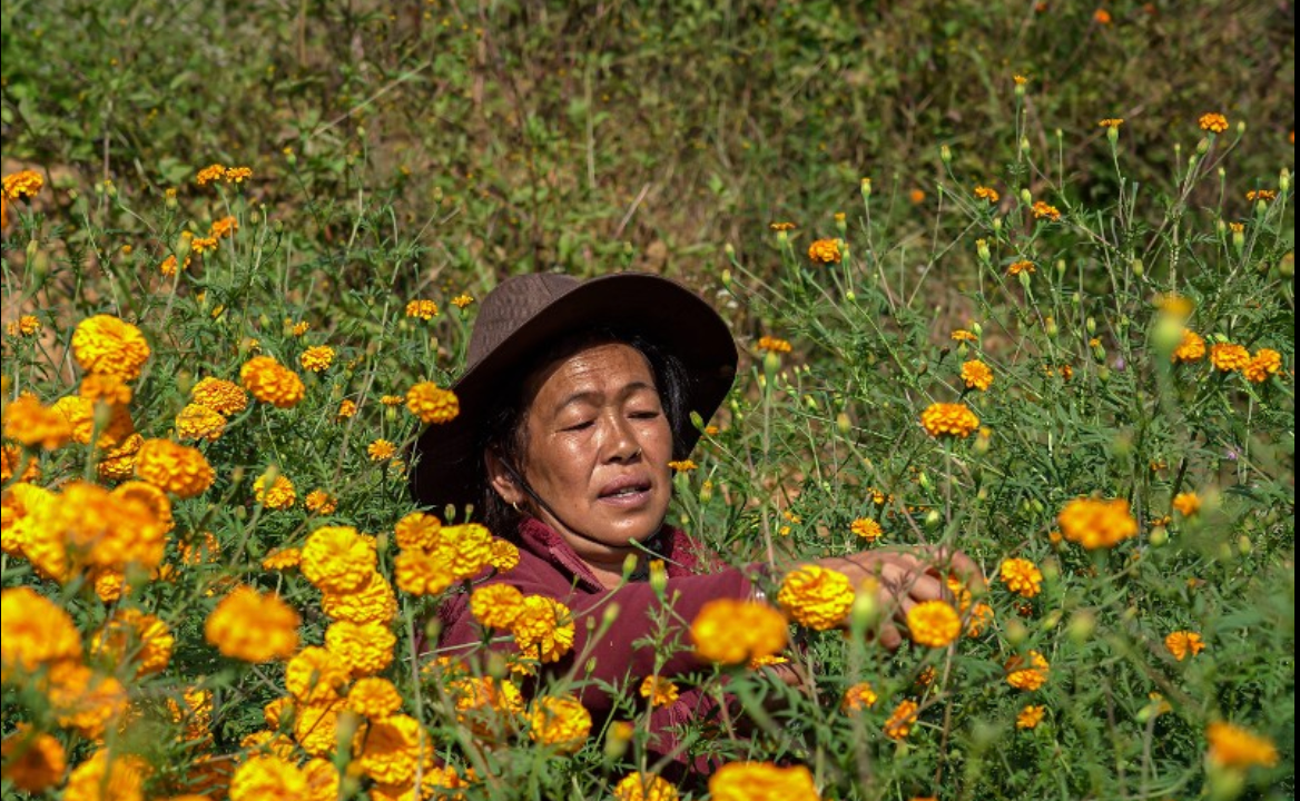 People pick marigold flowers to make garlands during the Tihar festival in Kathmandu, Nepal, on October 30, 2024.