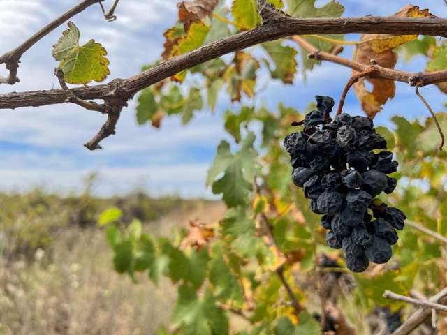 FILE PHOTO: Unpicked grapes wither on the vine near the town of Griffith
