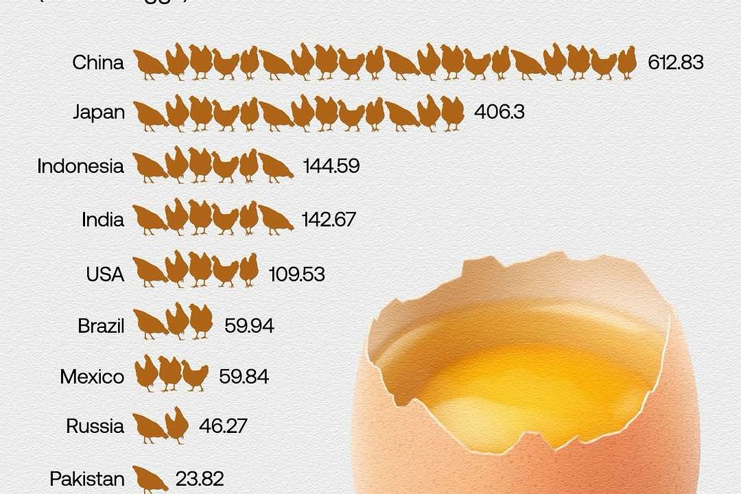 China led global egg production in 2023, producing approximately 612 billion eggs. In the U.S., eggs are graded by the USDA based on internal and external quality, categorized as Grade AA, A, or B. In contrast, th