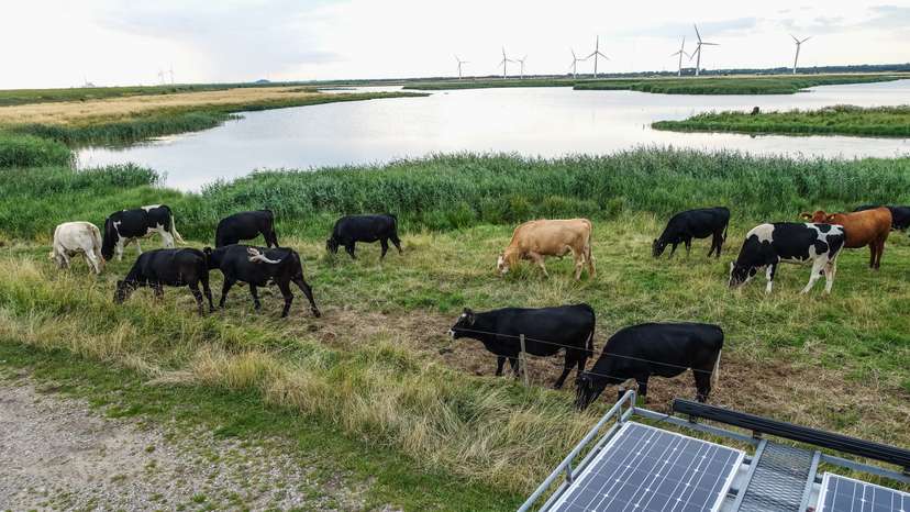Daily Life in Denmark