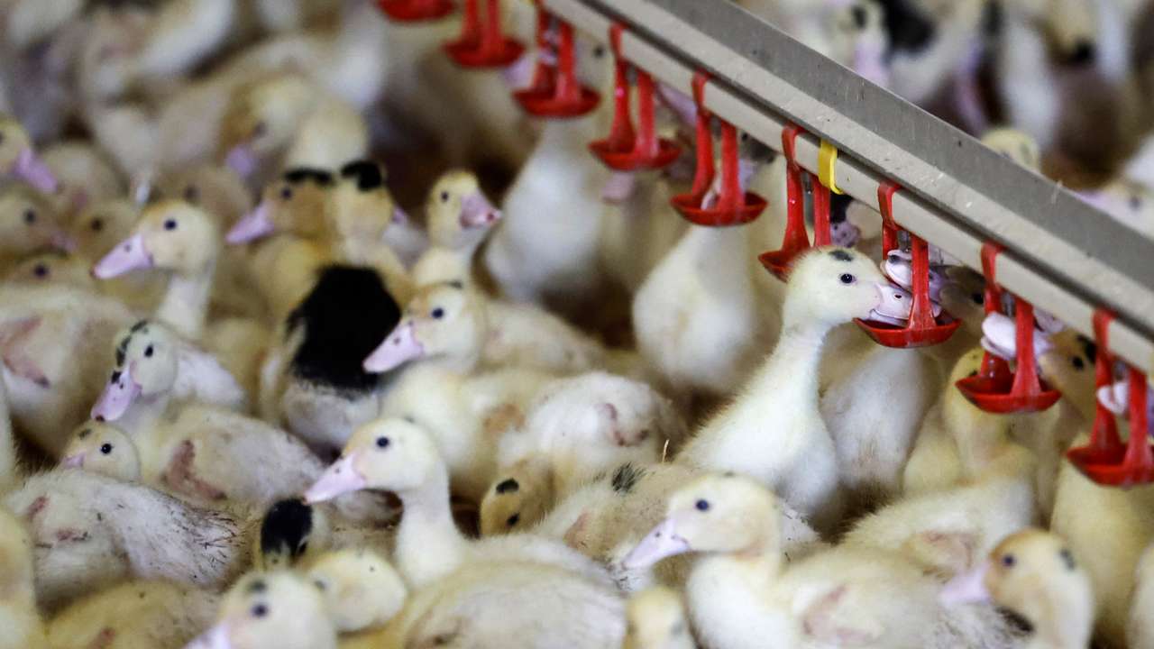 A poultry farm in Castelnau-Tursan