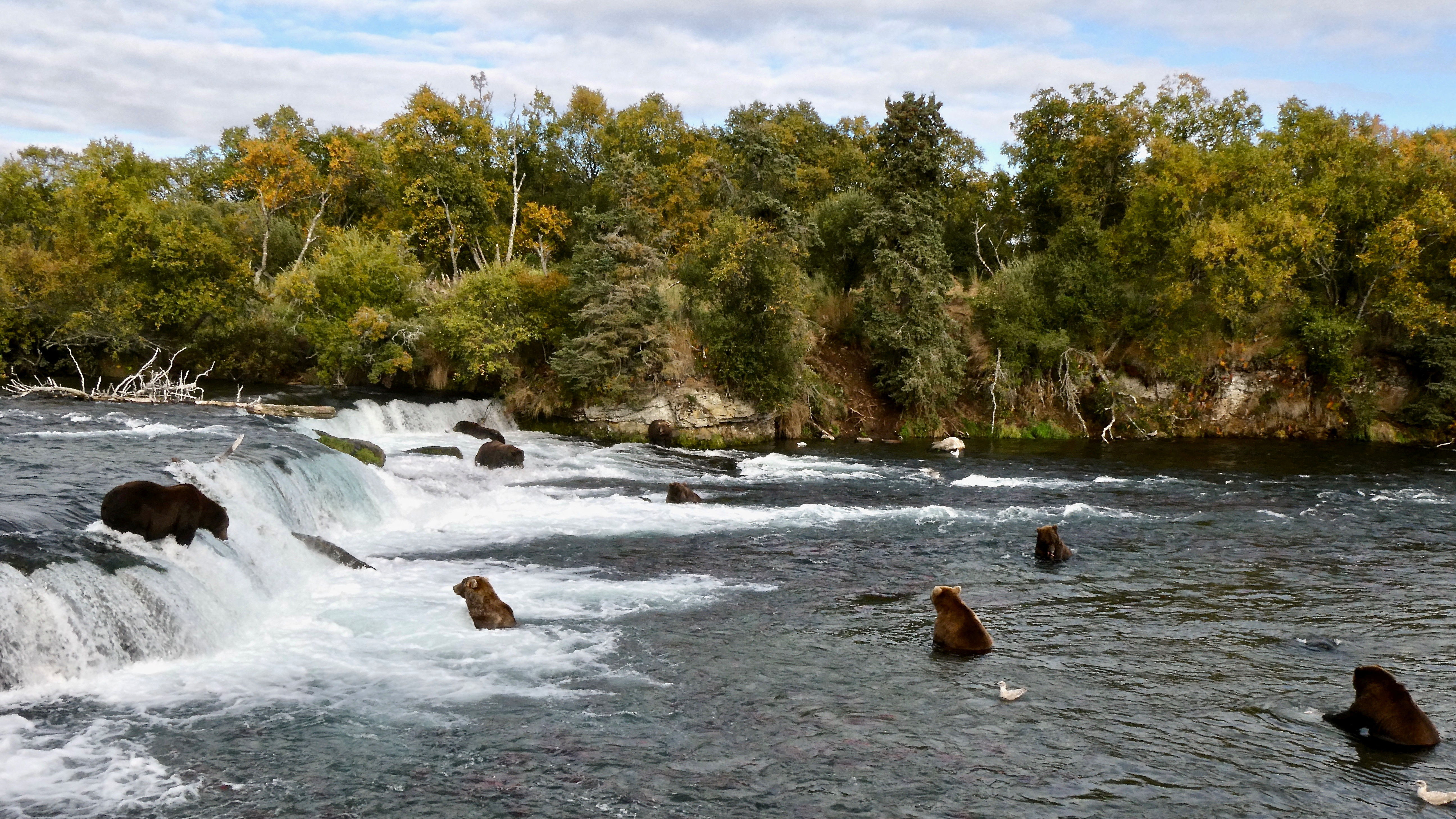 FILE PHOTO: Grizzly bears search for migrating salmon to help fatten up for the winter hibernation in Katmai National Park