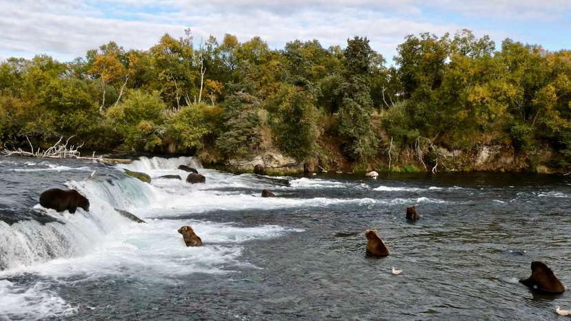 FILE PHOTO: Grizzly bears search for migrating salmon to help fatten up for the winter hibernation in Katmai National Park