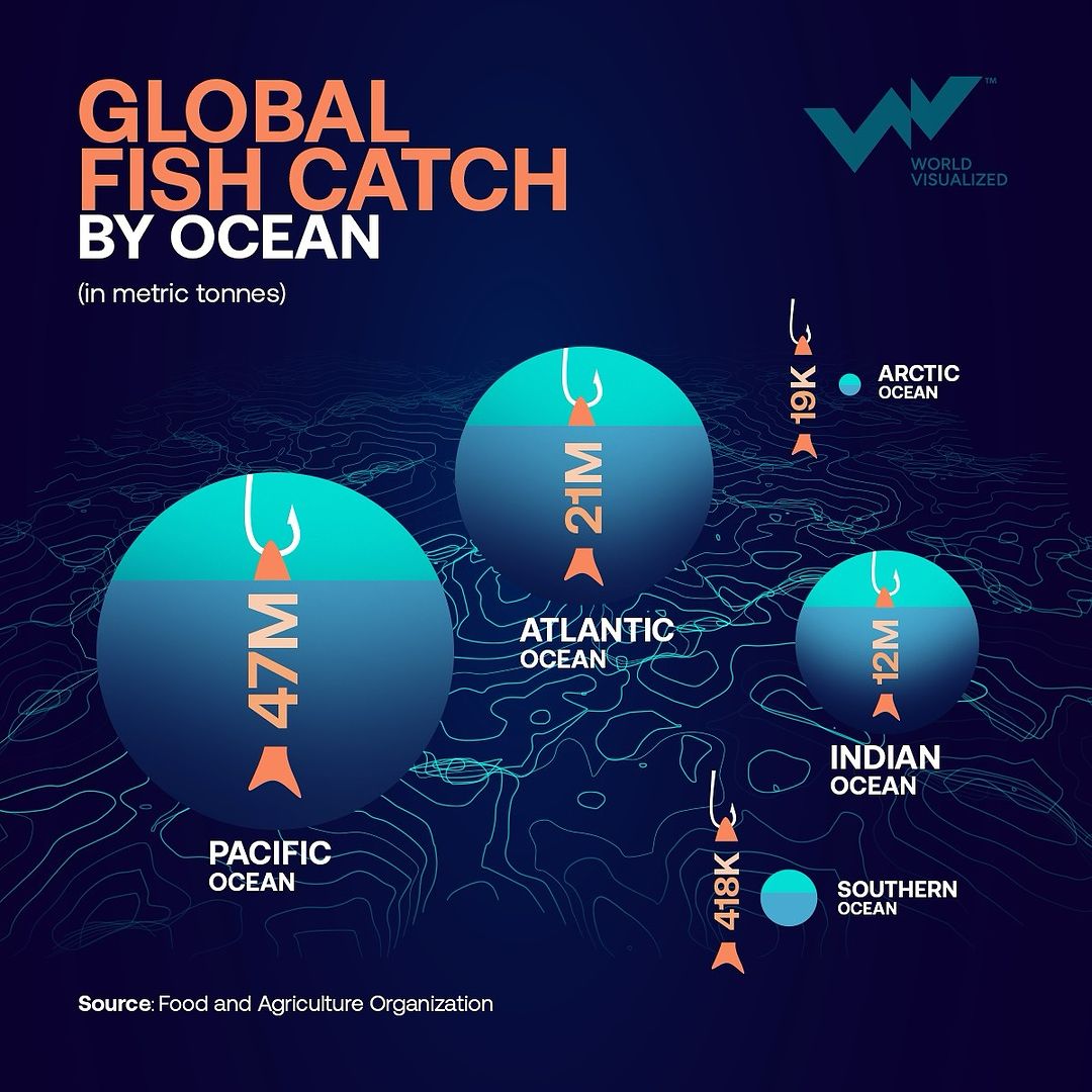 Nearly half of the world’s fish production (49%) comes from wild-caught sources. The Pacific Ocean, which covers about one-third of the planet, contributes 47 million tonnes—an impressive 60% of the global oceanic