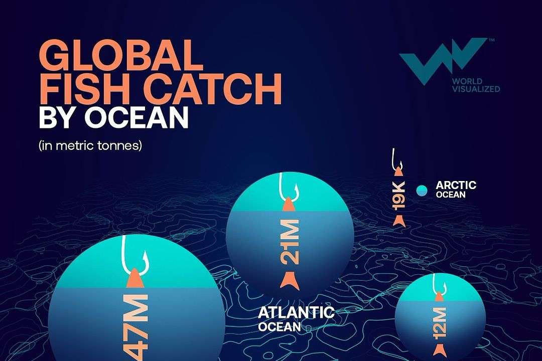 Nearly half of the world’s fish production (49%) comes from wild-caught sources. The Pacific Ocean, which covers about one-third of the planet, contributes 47 million tonnes—an impressive 60% of the global oceanic