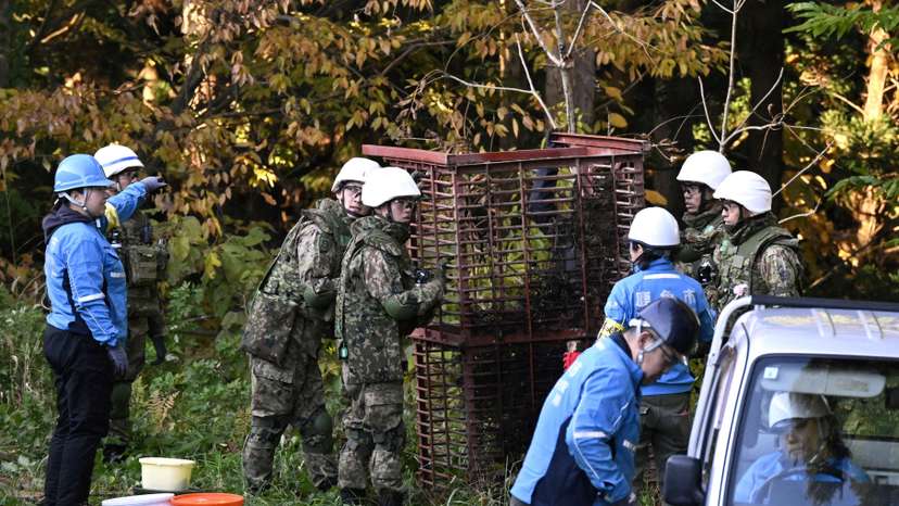 Members of Japan Self-Defense Forces (JSDF) set up a bear trap in Kazuno
