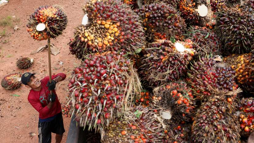 A worker loads fresh oil palm fruit bunches from Melati Hanjalipan cooperative palm oil plantation in Hanjalipan village, East Kotawaringin