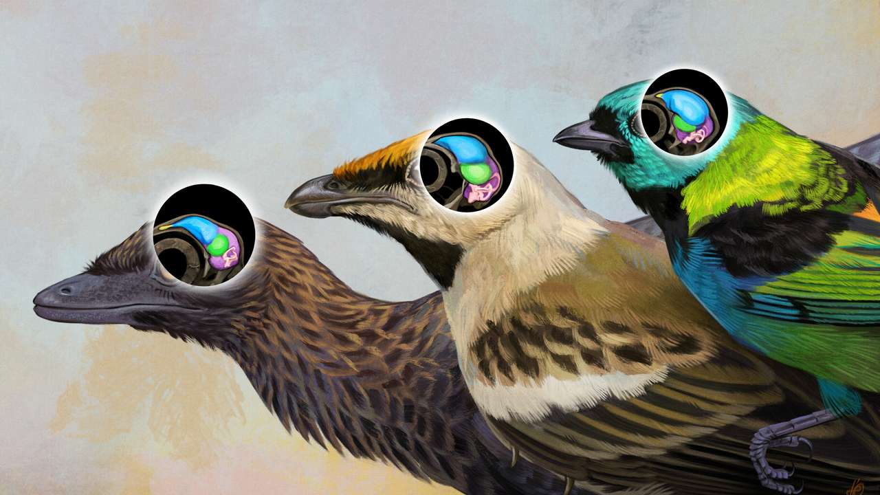 Three views are shown of the brain of the starling-sized bird Navaornis hestiae