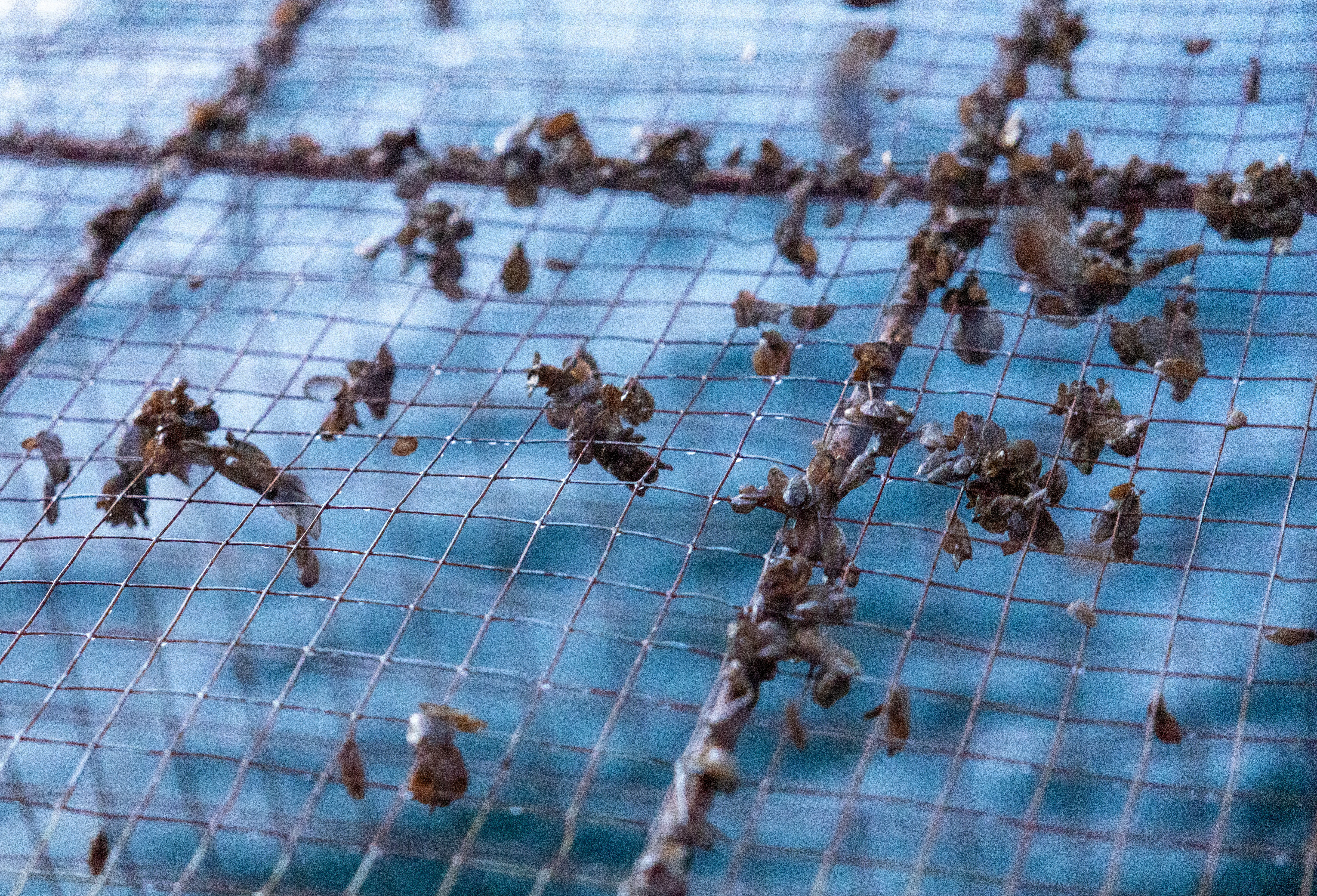 Invasive quagga mussels are seen in the trap of fisherman Claude Delley in Neuchatel lake near Portalban