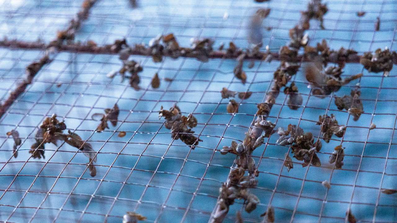 Invasive quagga mussels are seen in the trap of fisherman Claude Delley in Neuchatel lake near Portalban