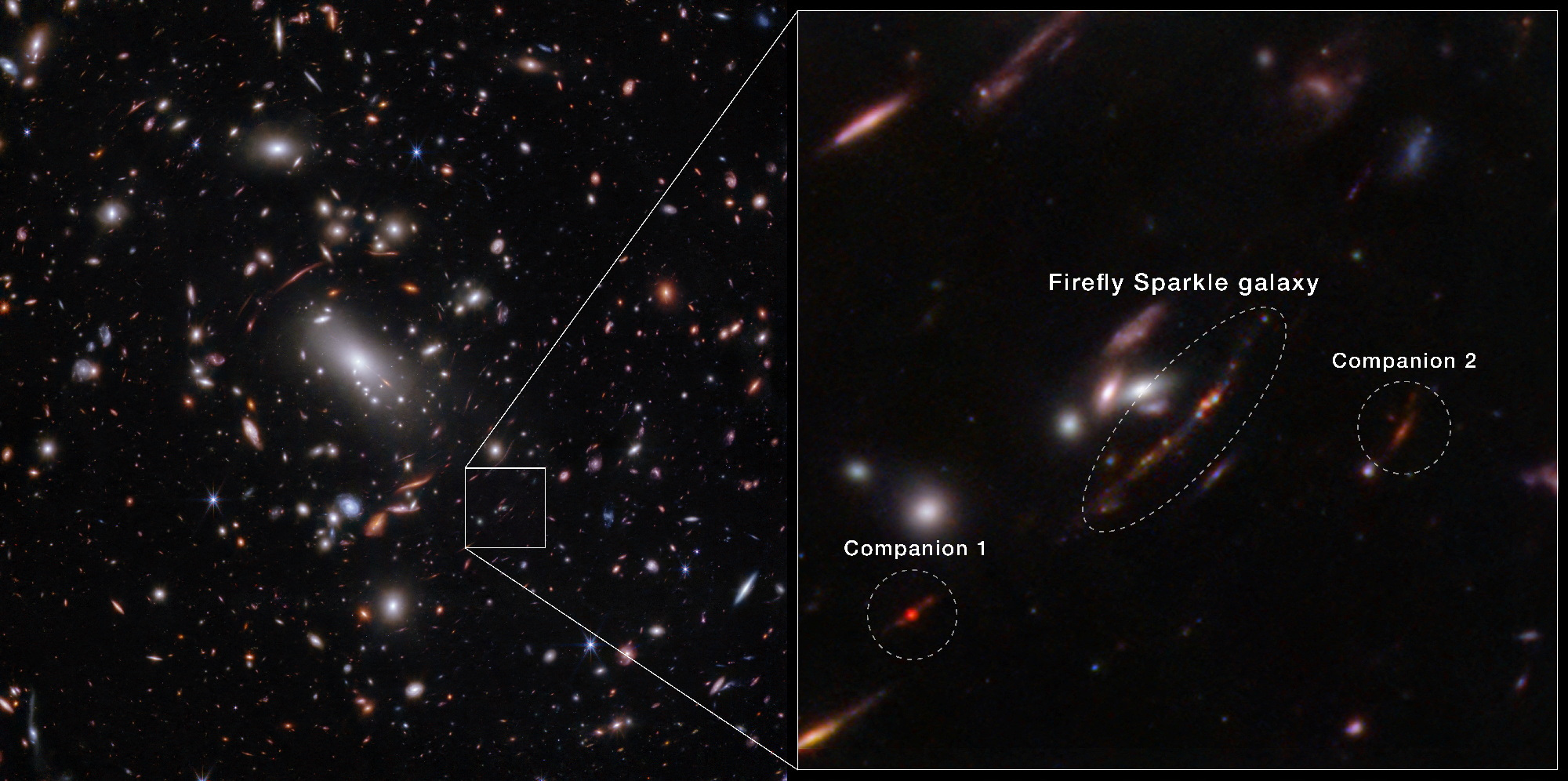 An image acquired by the James Webb Space Telescope shows a newly identified galaxy, the Firefly Sparkle