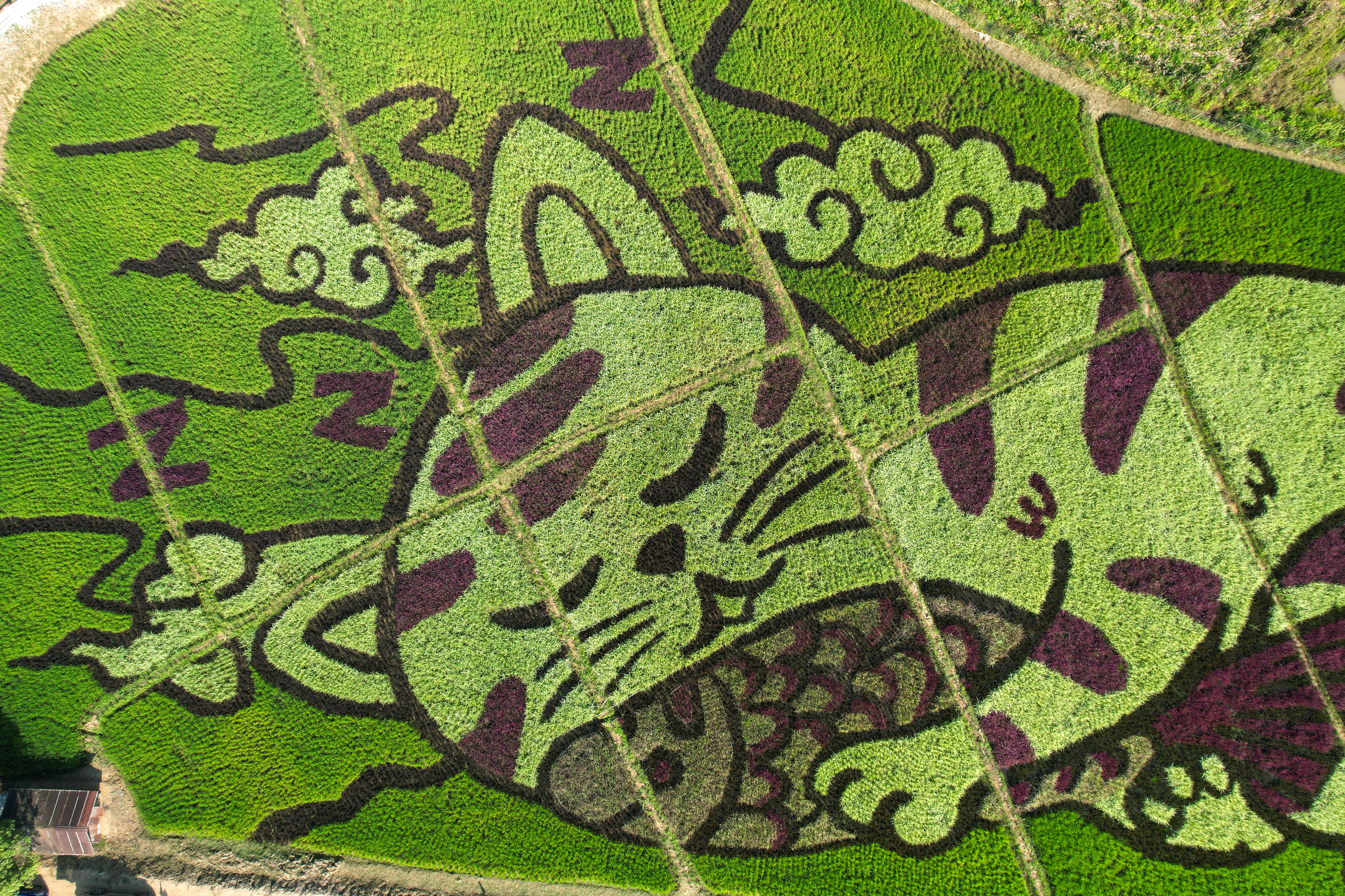 Lively cats images in rice fields in Chiang Rai province, Thailand