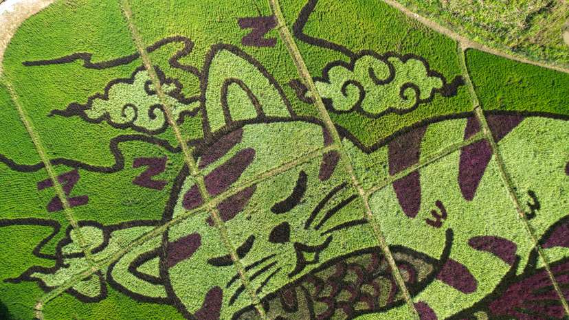 Lively cats images in rice fields in Chiang Rai province, Thailand