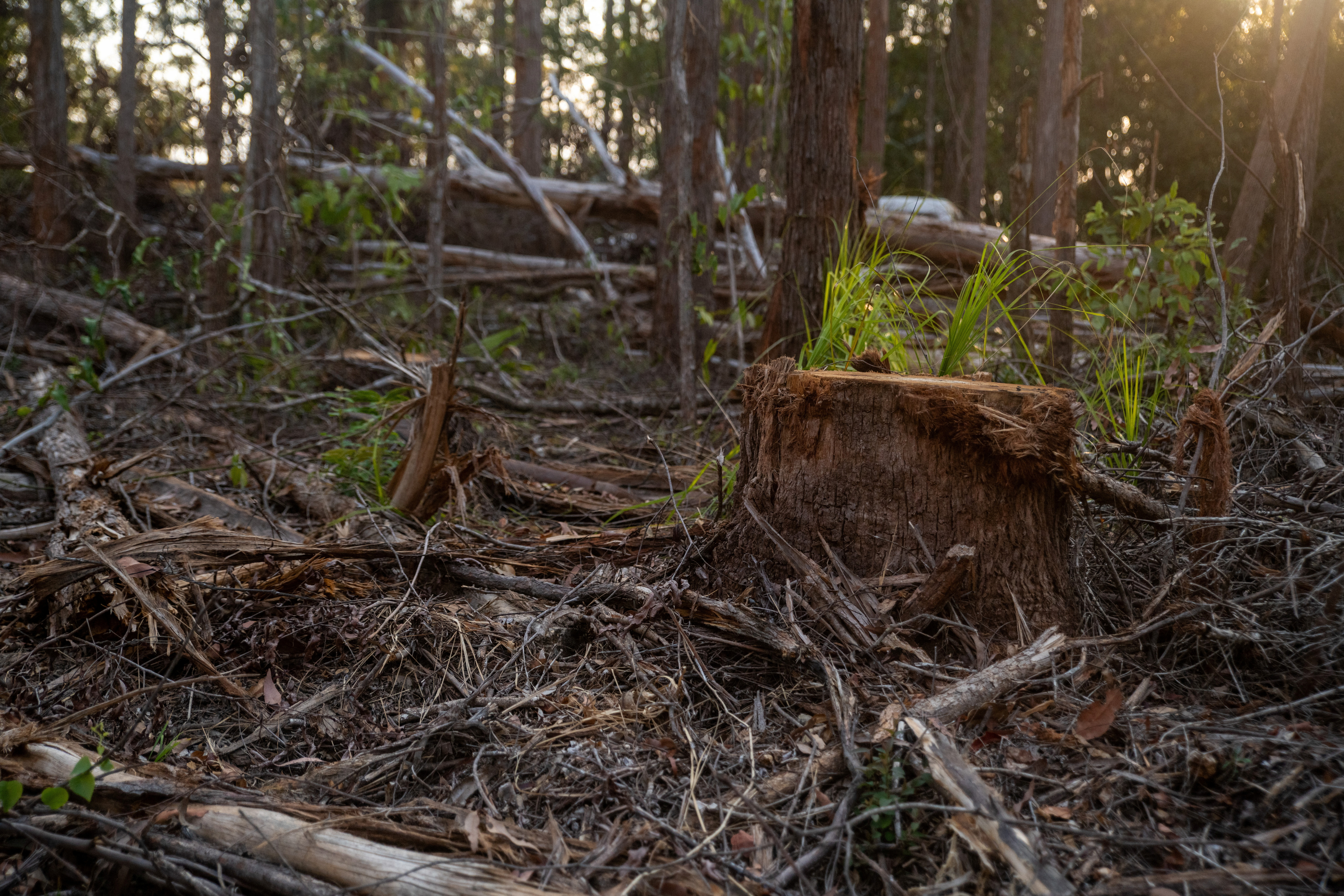 Logging threatens Australia's proposed koala haven in New South Wales