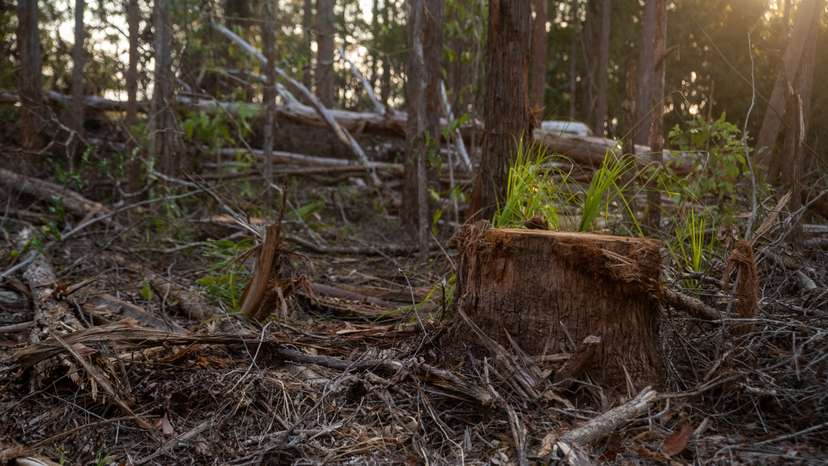 Logging threatens Australia's proposed koala haven in New South Wales