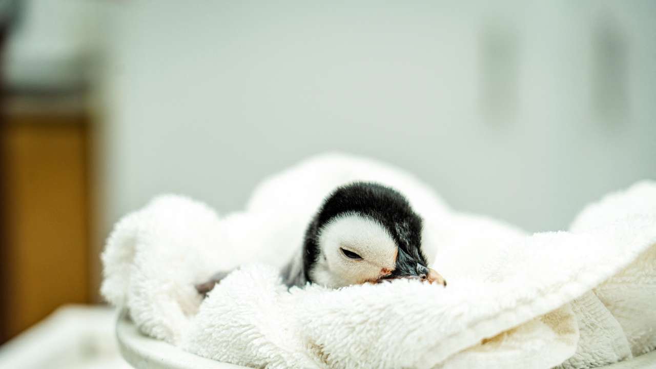 San Diego's SeaWorld welcomes rare emperor penguin chick