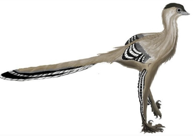 Troodontidae bird