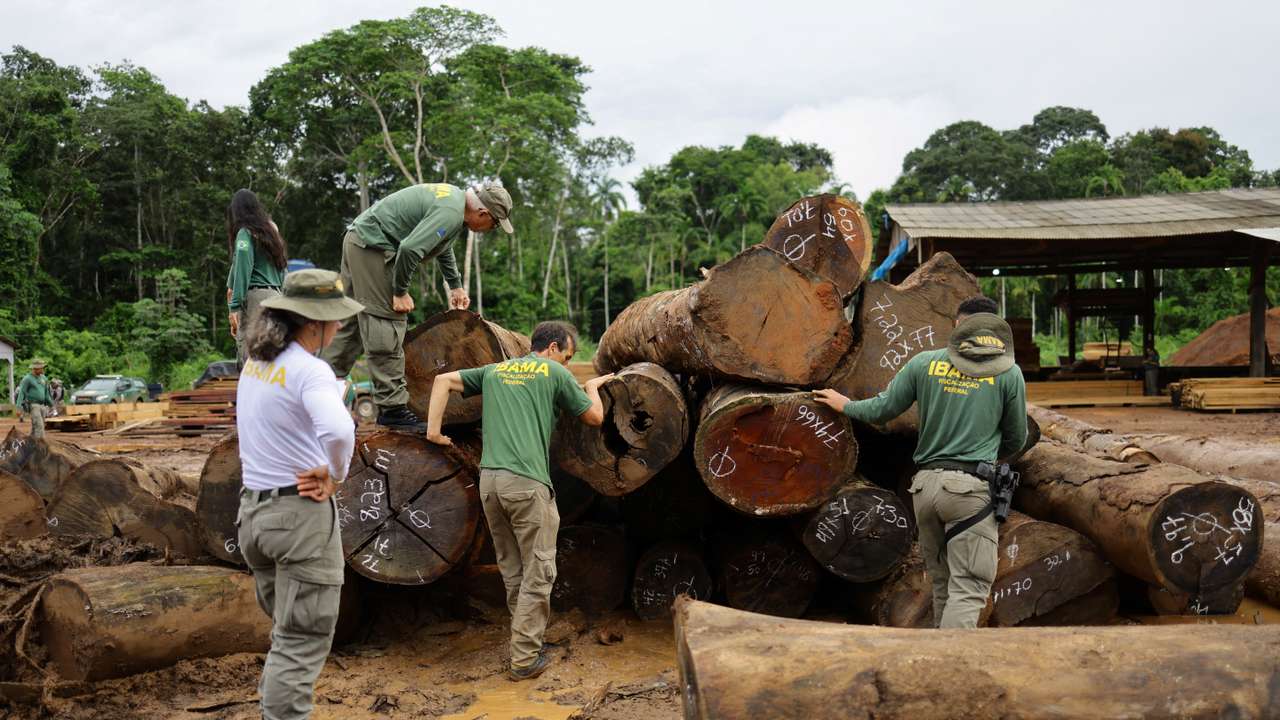 Brazil seizes illegally cut trees, stepping up Amazon deforestation fight