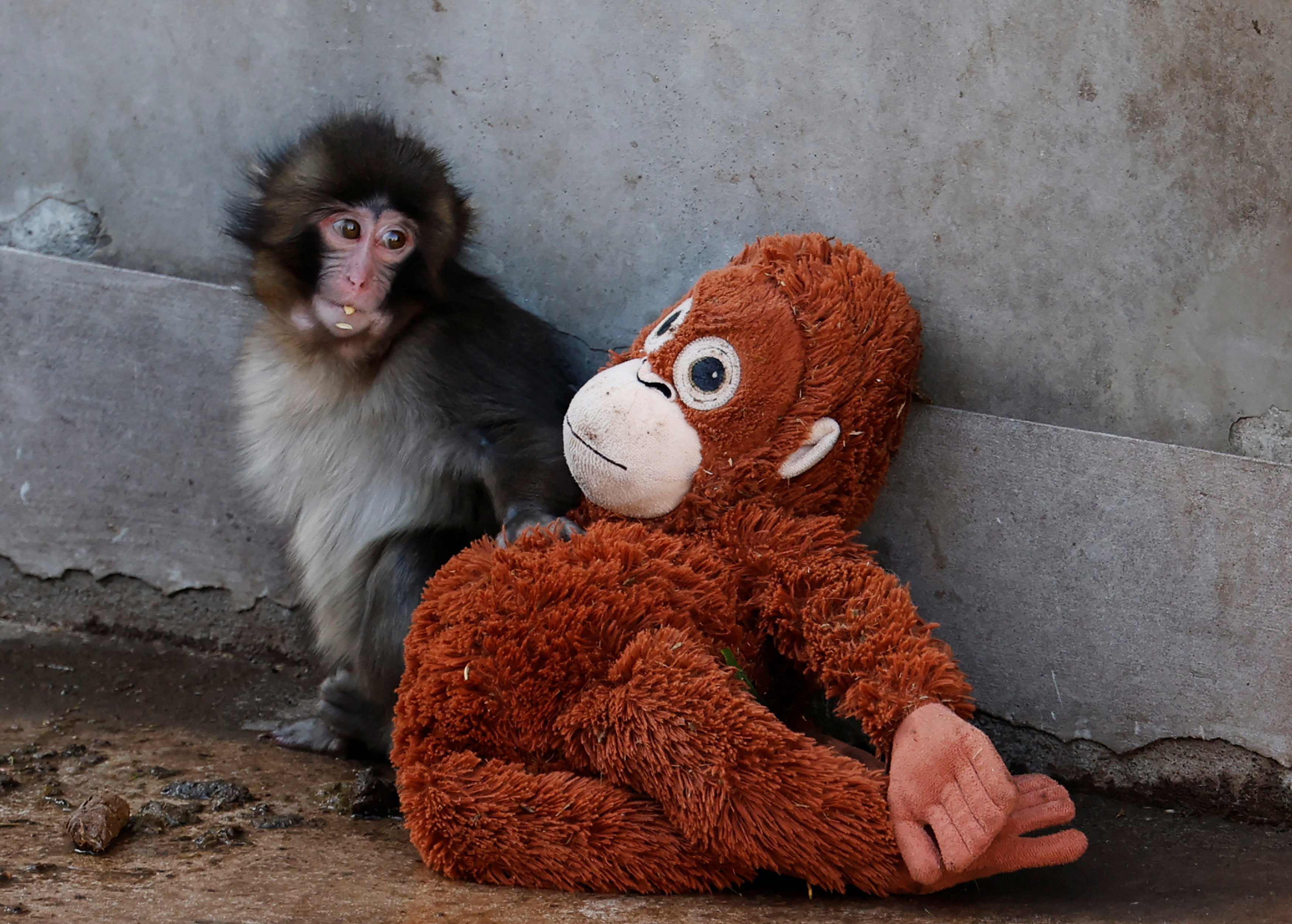 A baby Japanese macaque named Punch sits next to a stuffed orangutan at Ichikawa City Zoo
