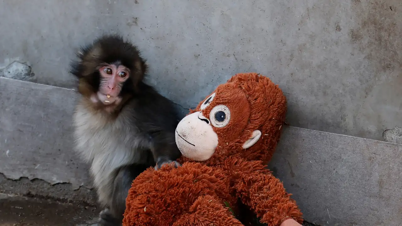 A baby Japanese macaque named Punch sits next to a stuffed orangutan at Ichikawa City Zoo