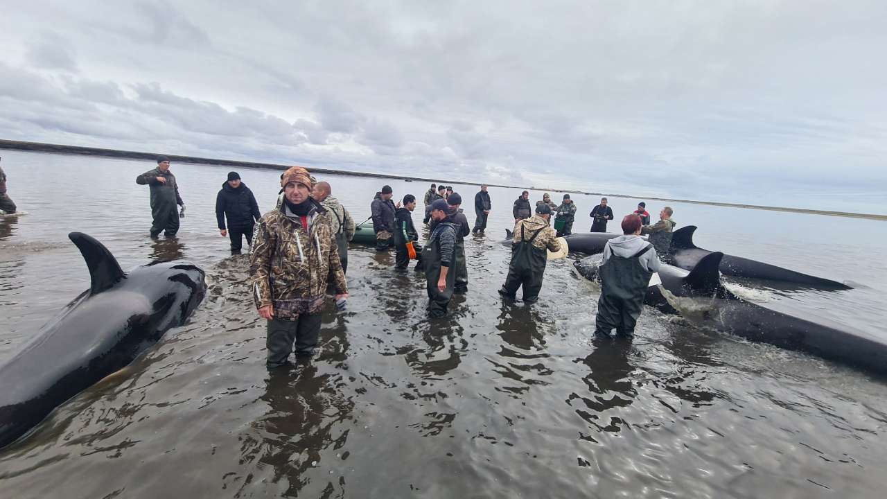 Russian rescuers trying to save four stranded killer whales off Kamchatka