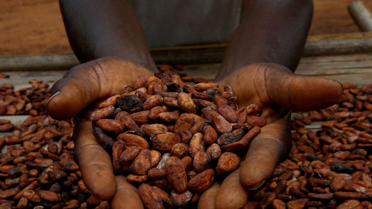 FILE PHOTO: A farmers holds cocoa beans while he is drying them at a village in Sinfra