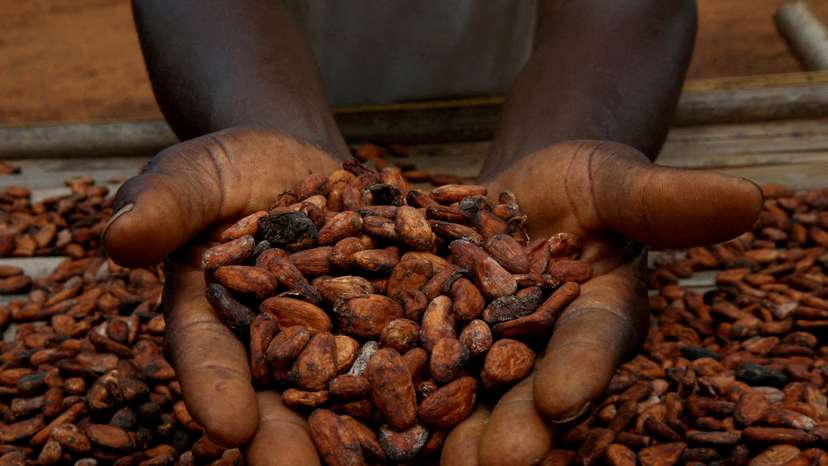 FILE PHOTO: A farmers holds cocoa beans while he is drying them at a village in Sinfra