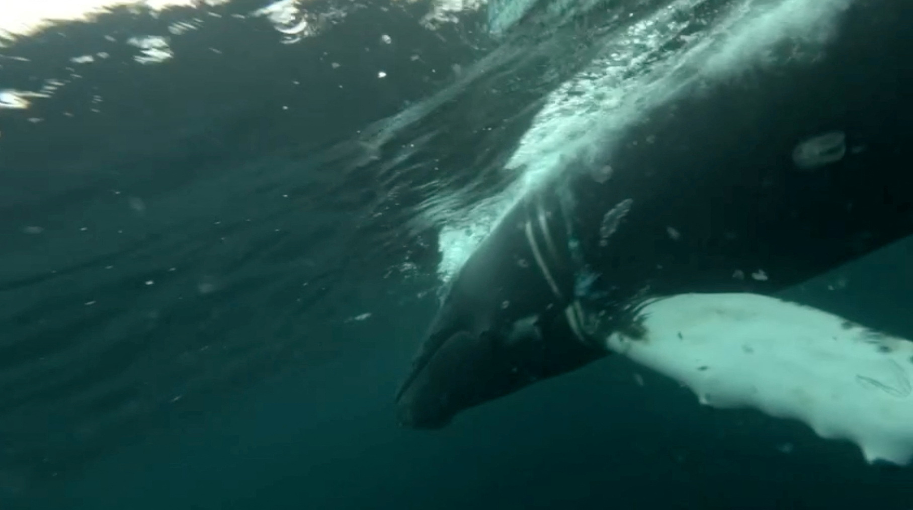 A view shows a humpback whale entangled in a fishing net in the waters of the Barents Sea